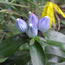 Gentiana andrewsii